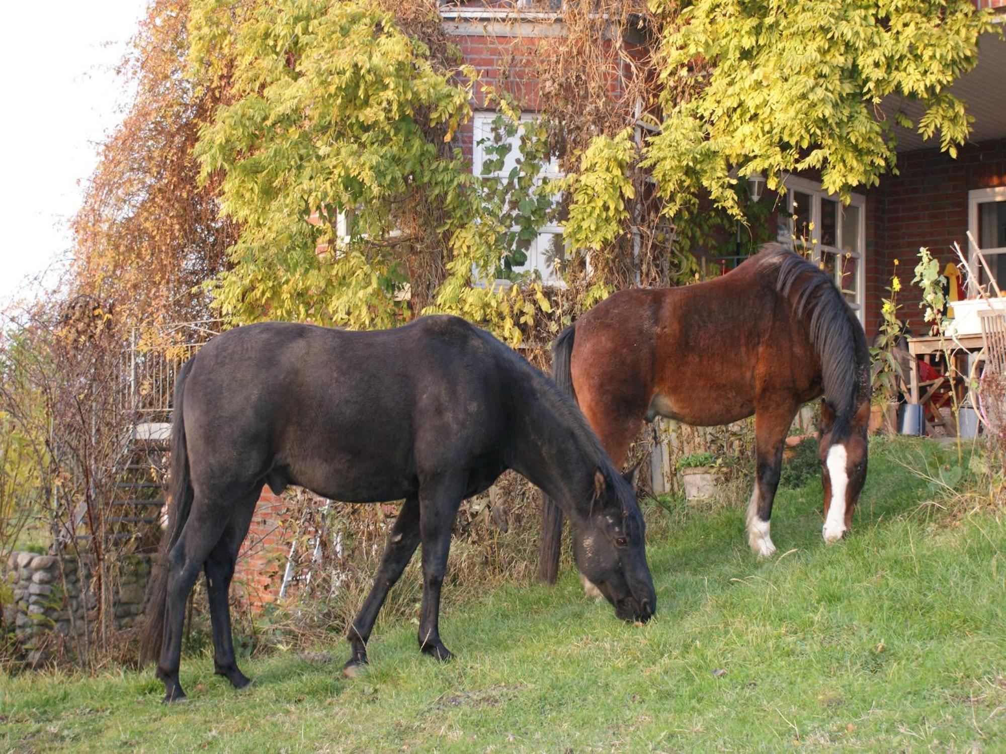 Cosy Apartment In Semlow Germany With Garden Eksteriør billede
